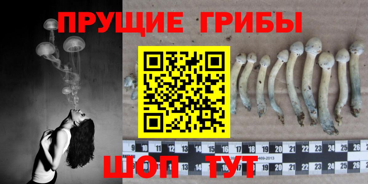 Псилоцибиновые грибы MAGIC MUSHROOMS  Вход с VPN  Красноармейск  купить  сайты  Галлюциногенные грибы прущие грибы 